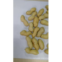 Good Quality Organic Peanut With Market Price